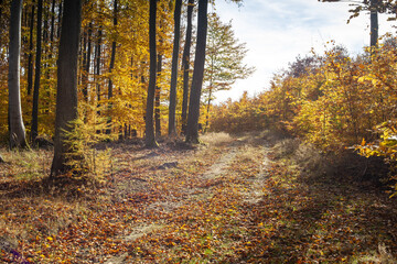 kwaśny las bukowy jesienią