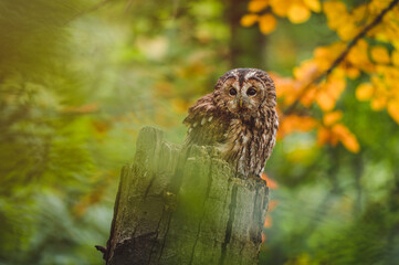 Tawny owl (Strix aluco) in autumn forest. Tawny owl sits on tree. Tawny owl and colorful autumn background.