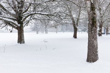 Giant Trees in Park Covered in Snow in Winter