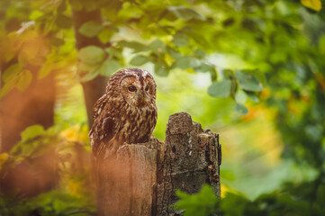 Tawny owl (Strix aluco) in autumn forest. Tawny owl sits on tree. Tawny owl and colorful autumn background.