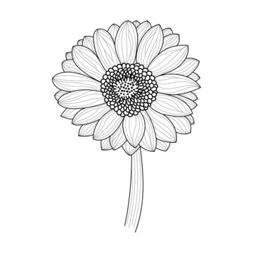 Vector line art gerbera on white background in vintage style. Black and white flower with leaves for the design of cards, websites, elegant style.