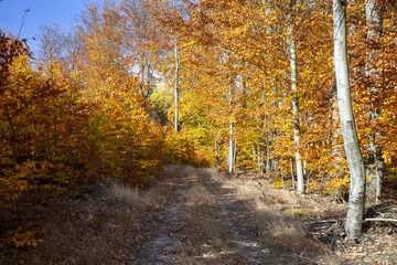 kolorowe liście młodego lasu bukowego na tle niebieskiego nieba