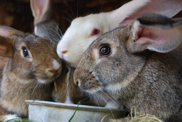Four rabbit eating food in a cage