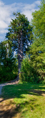 Fototapeta na wymiar Largest Sitka spruce in the world at Lake Quinault Washington