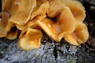 yellow mushrooms on a stump close-up, autumn nature