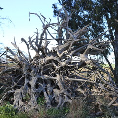 DEAD TREES AND ROOTS