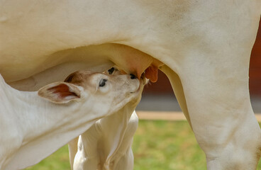 Livestock. Cattle on farm in Campina Grande, Paraiba, Brazil on October 2, 2004. © Cacio Murilo
