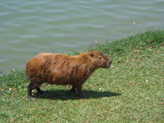 Kapibara nad wodą, Brazylia