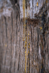 resin flowing from cypress tree bark