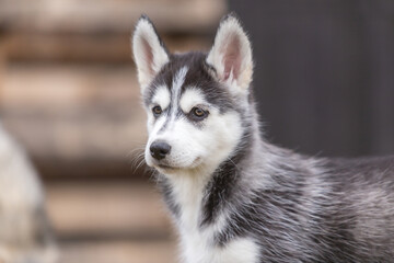 Portrait of a cute husky puppy dog in a autumnal garden outdoors