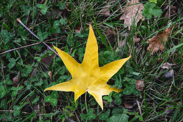 leaf turning yellow in autumn