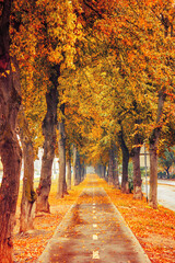 Photo of orange autumn park alley with leaves