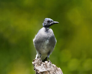 Molting Blue Jay in bald stage perched on a stump. Captured in Burlington, Ontario.