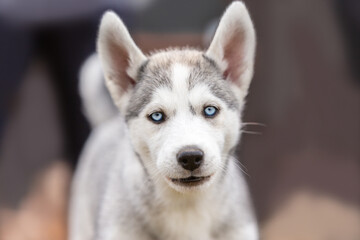 Portrait of a cute husky puppy dog in a autumnal garden outdoors