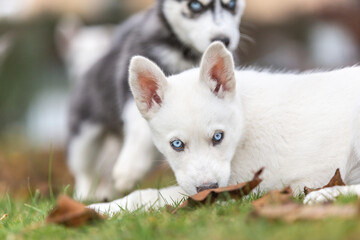 Portrait of a cute husky puppy dog in a autumnal garden outdoors