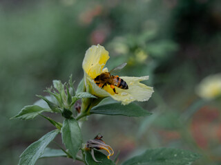 bee on a flower