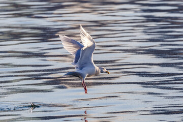 Pacific Ivory Gull flies over the sea in search of fish.