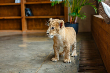 Funny lion cub looks around and walks in the room next to the flowerpot © popovatetiana