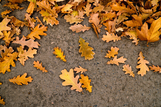 Golden oak leaves falling on the road in autumn
