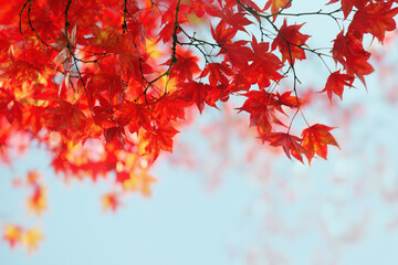 Ahorn rot im Herbst, Laubwerk im Sonnenlicht