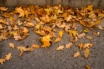 Golden oak leaves falling on the road in autumn