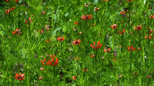 Summer pheasant eye plant or Adonis aestivalis
