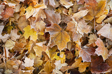 maple decidiry frozen on the ground