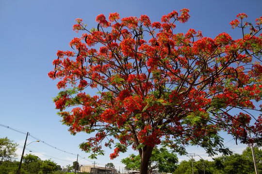 Uma árvore chamada flamboyant (Delonix regia), em flor, com o céu azul ao fundo.