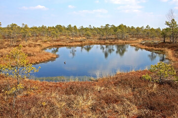Great Kemeri Bog in Kemeri National Park in Latvia