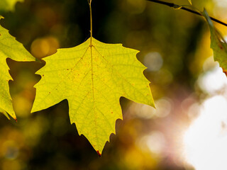 detail of a platanus hispanica leaf with blurred background in autumn - autumnal background