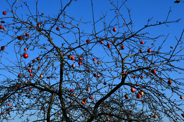 Red apples on bare branches of an apple tree without leaves . An uncollected unnecessary crop . Old branches 