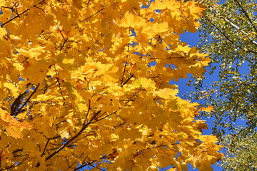 maple crown with yellow leaves on a sunny autumn day