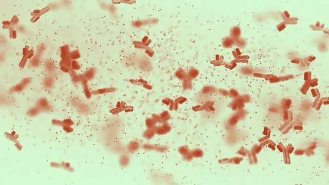 IgG, IgA oder IgM Antik&ouml;rper im Blut - Thema Impfung, Immunsystem - Loop 4K