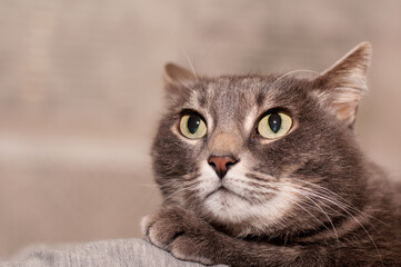 A gray tabby cat with green eyes lies on the couch and looks up