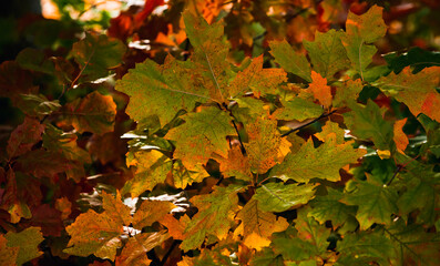 autumn maple leaves