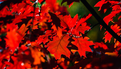 red maple leaves