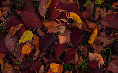 autumn leaves background