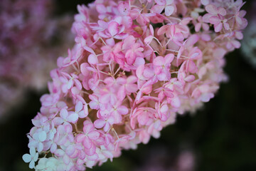 Blooming white-pink lilac. Close up photo. Flower