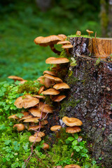 Mushrooms on dead wood, close-up. (Hallimasch)