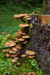 Mushrooms on dead wood, close-up. (Hallimasch)