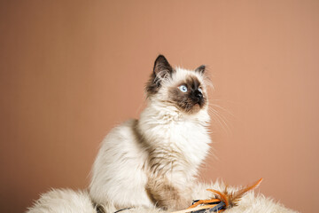 A small beige colored ragdoll baby kitten cat a on fluffy sheepskin rug on brown background