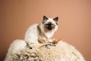 A small beige colored ragdoll baby kitten cat a on fluffy sheepskin rug on brown background