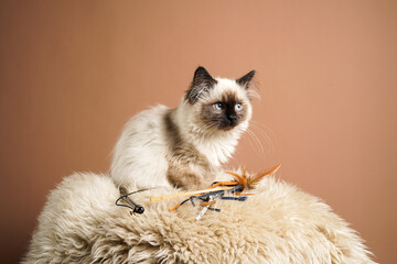 A small beige colored ragdoll baby kitten cat a on fluffy sheepskin rug on brown background