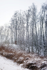 Winter landscape with snow-covered trees and bushes. Winter january forest