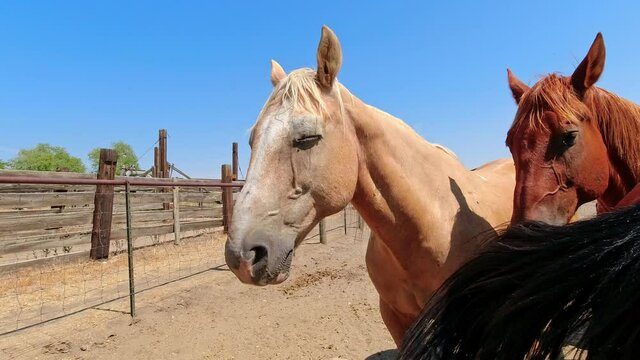 A pair of horses doing absolutely nothing.