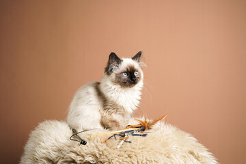 A small beige colored ragdoll baby kitten cat a on fluffy sheepskin rug on brown background