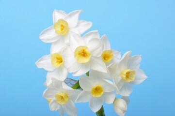 Yellow and white daffodils on blue background