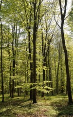 The Communal forest of Saint Pierre Les Elbeuf