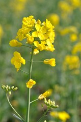A rape field in Brittany