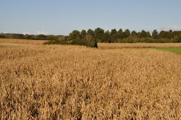 Corn  field at fall in Brittany